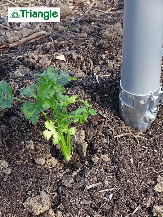 Canne à planter